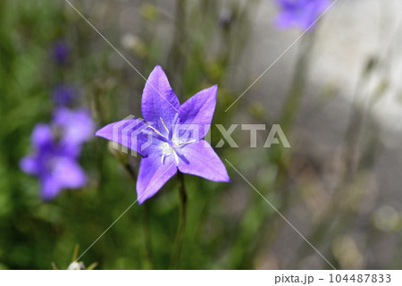 Blue flowers of Campanula altaica. Little blue flowers. Wild flowers. 104487833