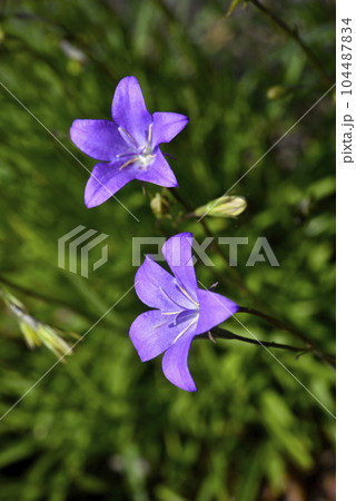 Blue flowers of Campanula altaica. Little blue flowers. Wild flowers. 104487834