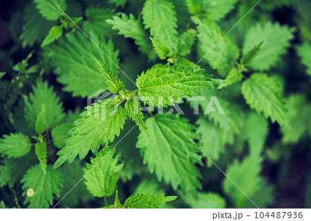 leaves of burning nettle as a background. Beautiful nettle texture. View from above. Space for copying. Can be used as a template. High quality photo 104487936