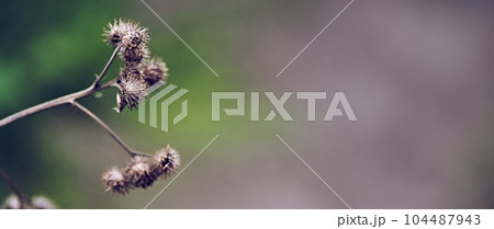 Banner. Background image from a burdock branch. Medicinal plant burdock. For seasonal use. High quality photo Banner. Background image from a burdock branch. Medicinal plant burdock. For seasonal use. High quality photo 104487943