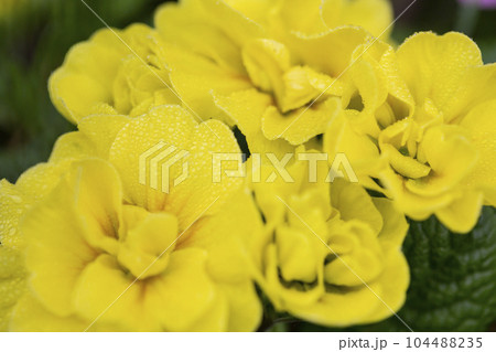 close-up of yellow primrose flowers in raindrops, spring and summer background close-up of yellow primrose flowers in raindrops, spring and summer background 104488235