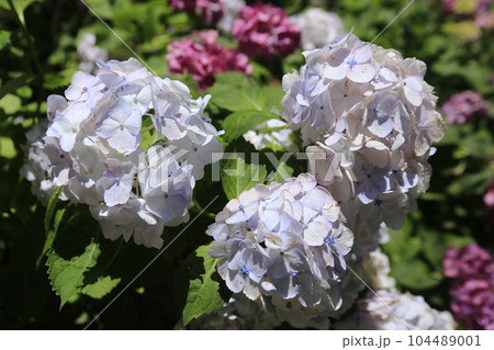 下田市城址公園の紫陽花祭り 104489001