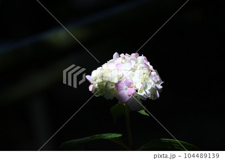 黒バックで太陽の光りのあたる白と赤紫に色づきかけた紫陽花の花にピントを合わせ撮影した風景 104489139