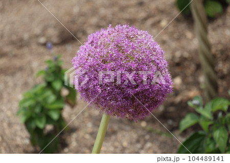 ピンクの花びらのギガンテウムの花をアップで撮影した風景 104489141