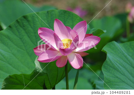 ピンクの花びらの蓮の花 ピンクの花びらの蓮の花 104489281