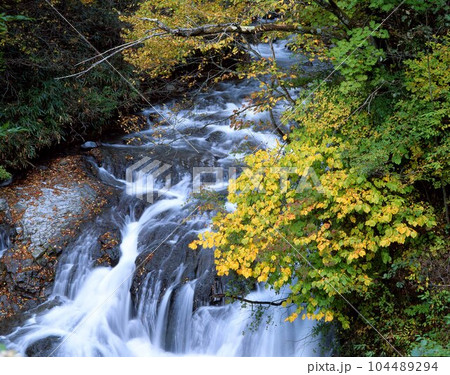 黄色に色づいたモミジと滝 104489294