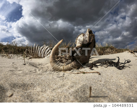 Dramatic timelapse of ram skeleton lying upside down on dry sand 104489331