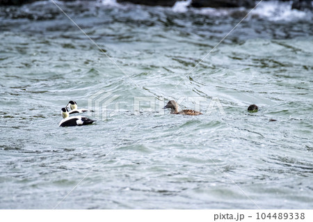 Common Eiders family training their ducklings on the Atlantic Ocean Common Eiders family training their ducklings on the Atlantic Ocean 104489338