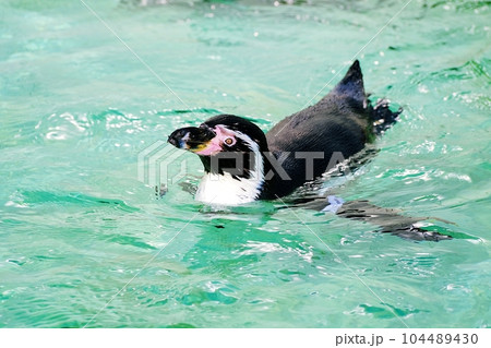 フンボルトペンギン 104489430