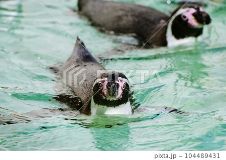 フンボルトペンギン 104489431