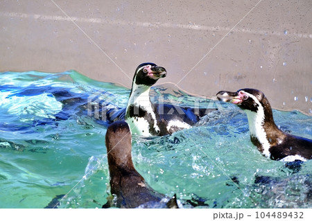 フンボルトペンギン フンボルトペンギン 104489432