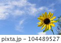 満開のひまわりと青空、元気パワーがでる真夏の向日葵、日本、 104489527