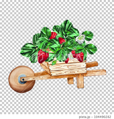 Garden cart with victoria. Ripe strawberries in botanical style on a white background. For your design 104490282