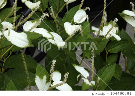 梅雨時に咲いた白いハンゲショウの花 104490391