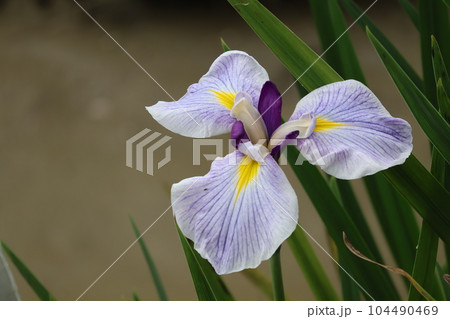紫と白い花びらの手拍子というハナショウブの花をアップで撮影した風景 104490469