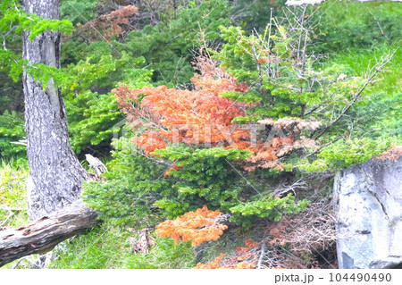 天に向かい血管の様に逞しく伸びる枝 104490490