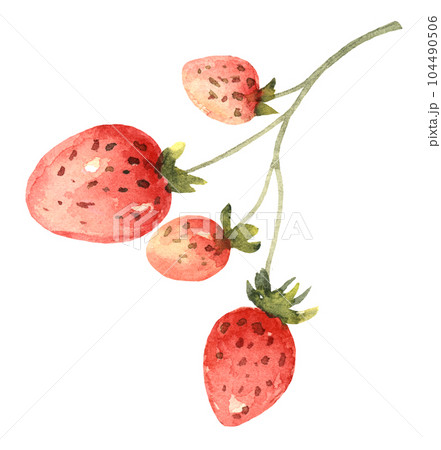 Strawberries on Branch Watercolor Strawberries on Branch Watercolor 104490506