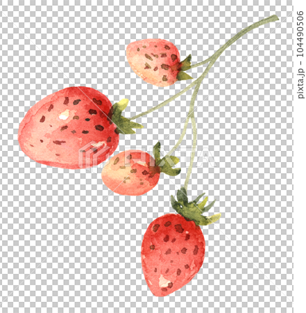 Strawberries on Branch Watercolor Strawberries on Branch Watercolor 104490506