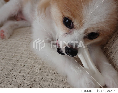 骨のおもちゃを噛んで遊ぶ犬 骨のおもちゃを噛んで遊ぶ犬 104490647