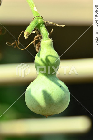 青い瓢箪 青い瓢箪 104490668