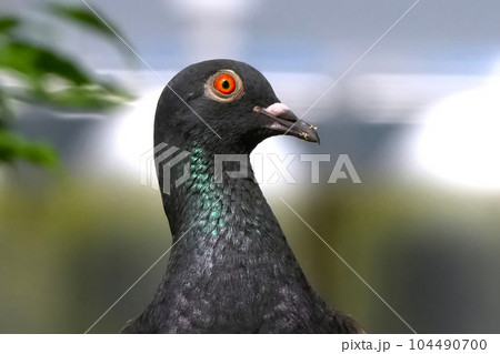 水場でくつろぐ鳩 104490700