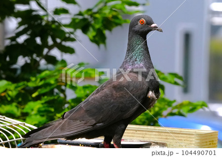 水場でくつろぐ鳩 104490701