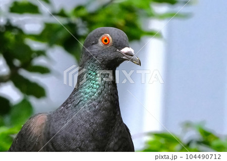 水場でくつろぐ鳩 104490712