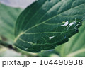 雨上がりの濡れた葉 104490938