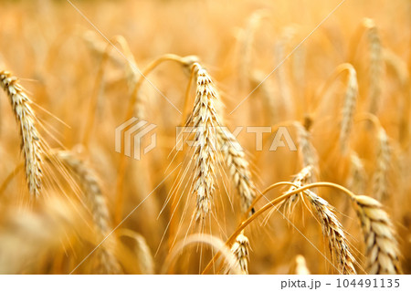 A captivating yellow wheat background design showcasing golden spikelets of wheat in a field at sunset. Symbolizing the beauty of agricultural harvest and the growth of nature. Closeup. Blurred A captivating yellow wheat background design showcasing golden spikelets of wheat in a field at sunset. Symbolizing the beauty of agricultural harvest and the growth of nature. Closeup. Blurred 104491135