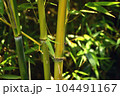 chinese bamboo trees nature background 104491167