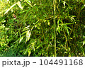 chinese bamboo trees nature background 104491168