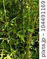 chinese bamboo trees nature background 104491169