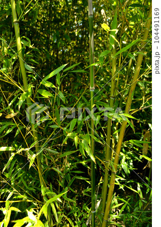 chinese bamboo trees nature background 104491169