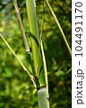 chinese bamboo trees nature background 104491170