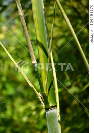 chinese bamboo trees nature background 104491170