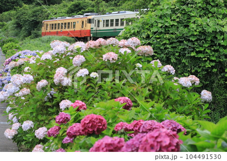 小湊鐵道「紫陽花咲く沿線風景と国鉄車両キハ40」 104491530
