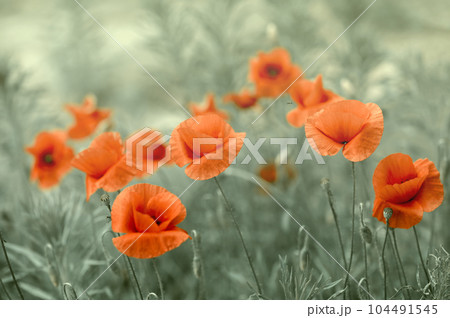 Dreamy poppy flowers bloom, grass, closeup panorama. Macro with soft focus. Spring floral template. Artistic vintage image. Pastel toned. Nature summer greeting card background 104491545
