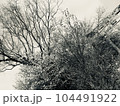 木々の写真。モノクローム素材。 104491922
