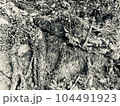 木の根っこの写真素材。モノクローム 104491923