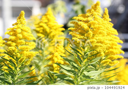 セイタカアワダチソウ 104491924