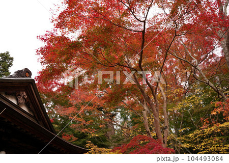 中尊寺の紅葉 中尊寺の紅葉 104493084