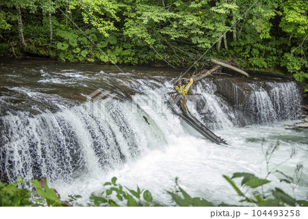 サクラマスがジャンプする滝 104493258