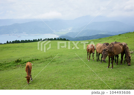 都井岬　御崎馬 104493686