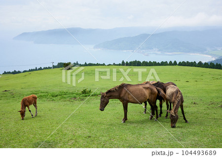 都井岬　御崎馬 104493689