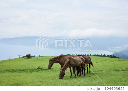 都井岬　御崎馬 104493693