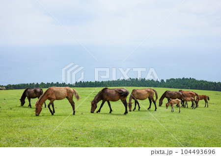 都井岬　御崎馬 104493696