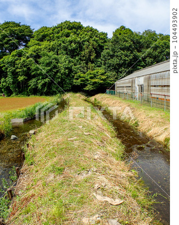 初夏の清らかな ママ下湧水（国立市）の対角魚眼レンズで撮った風景　東京の名湧水57選 104493902