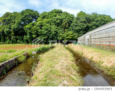 初夏の清らかな ママ下湧水（国立市）の対角魚眼レンズで撮った風景　東京の名湧水57選 104493903