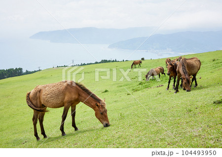都井岬　御崎馬 104493950