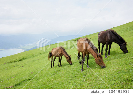 都井岬　御崎馬 104493955